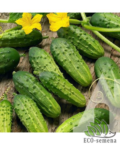 Огурец Соната F1 Rijk Zwaan/Нидерланды 20 шт