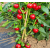 Перец острый Чери Фаер F1 United Genetics/Италия 8 шт