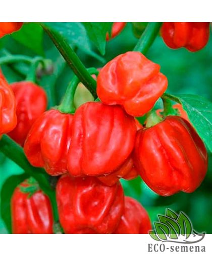 Перец острый Хабанеро красный Satimex/Германия 8 шт