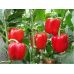 Перец сладкий Калифорнийское Чудо Красное 0.3 г