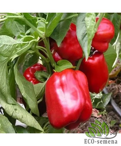 Перец сладкий Биф 15 шт (zip-paket) Перец сладкий Биф 15 шт (zip-paket)