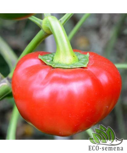 Перец сладкий Игрок (толщ 1 см) 0,3 г Перец сладкий Игрок (толщ 1 см) 0,3 г