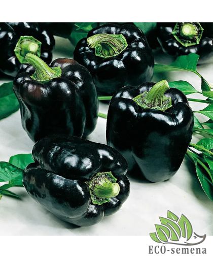 Перец сладкий Черный квадрат (раннеспелый) 0,2 г Перец сладкий Черный квадрат (раннеспелый) 0,2 г