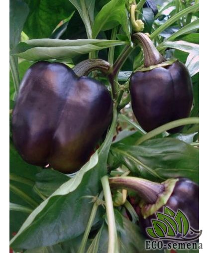 Перец сладкий Пурпурный колокол (раннеспелый) 0,2 г Перец сладкий Пурпурный колокол (раннеспелый) 0,2 г