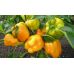 Перец сладкий Бугай GL Seeds 0,25 г