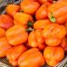 Перец сладкий Шорок Шары оранжевый (толстостенный) 0,25 г