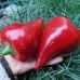Перец сладкий Леся красная (Шапка гнома) 0.2 г