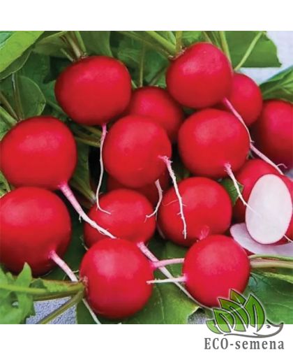 Редис Сакса Satimex/Германия 10 г Редис Сакса Satimex/Германия 10 г