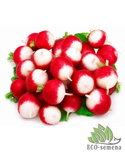 Редис Красная с белым кончиком (среднеранняя) 10 г