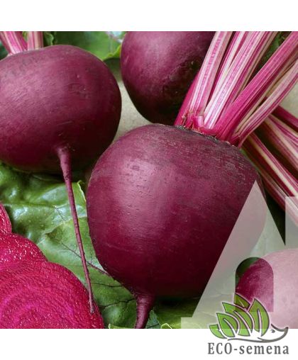 Свекла столовая Гопак F1 Suba Seeds/Италия 200 шт Свекла столовая Гопак F1 Suba Seeds/Италия 200 шт