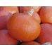 Семена Тыква Учики Кури Leda Agro 10 г