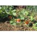 Семена Тыква Учики Кури Leda Agro 10 г