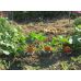 Семена Тыква Учики Кури Leda Agro 10 г