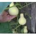 Семена Тыква Груша декоративная 5 сем