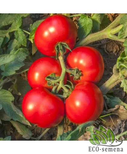 Томат Джокер F1 Hazera/Нидерланды 10 шт