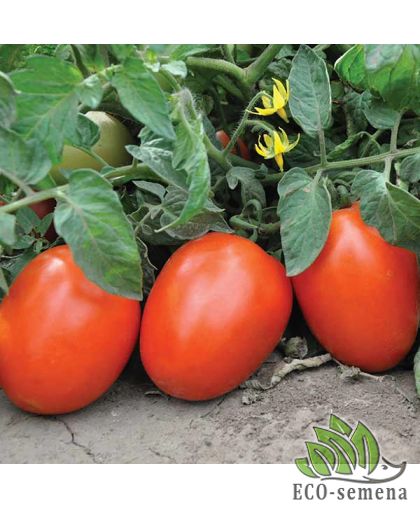 Томат Галилея F1 Hazera/Нидерланды 10 шт Томат Галилея F1 Hazera/Нидерланды 10 шт