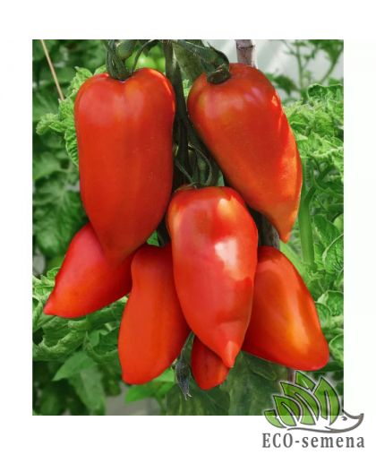 Томат Корнабель F1 Hazera/Нидерланды 5 шт