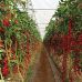 Томат Порпора F1 (черри) Esasem/Италия 5 шт