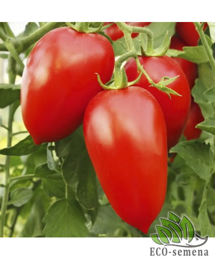 Томат Адель F1 United Genetics/Италия 8 шт