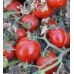 Томат Бинго F1 United Genetics/Италия 10 шт Томат Бинго F1 United Genetics/Италия 10 шт