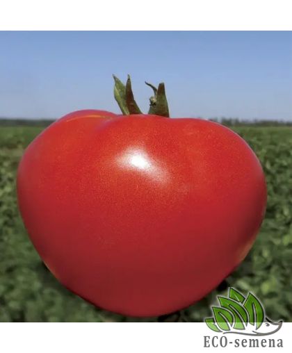 Томат Каста F1 Clause/Франция 10 шт (zip-paket)