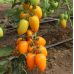 Томат Бенигара F1 (KS 1430 F1) Kitano Seeds/Нидерланды 8 шт