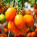 Томат Бенигара F1 (KS 1430 F1) Kitano Seeds/Нидерланды 8 шт