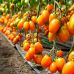 Томат Бенигара F1 (KS 1430 F1) Kitano Seeds/Нидерланды 8 шт