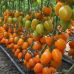 Томат Бенигара F1 (KS 1430 F1) Kitano Seeds/Нидерланды 8 шт