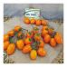 Томат Бенигара F1 (KS 1430 F1) Kitano Seeds/Нидерланды 8 шт