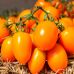 Томат Бенигара F1 (KS 1430 F1) Kitano Seeds/Нидерланды 8 шт