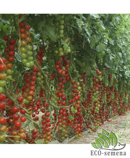 Томат Сакура F1 Enza Zaden/Нидерланды 8 шт