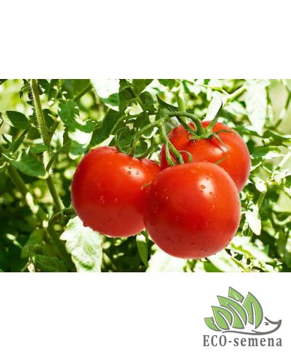 Томат Толстой F1 Bejo Zaden/Нидерланды 0,05 г