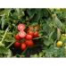 Томат 3402 F1 Spark Seeds/США 10 шт Томат 3402 F1 Spark Seeds/США 10 шт