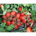 Томат 3402 F1 Spark Seeds/США 10 шт Томат 3402 F1 Spark Seeds/США 10 шт