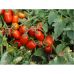 Томат 3402 F1 Spark Seeds/США 10 шт Томат 3402 F1 Spark Seeds/США 10 шт