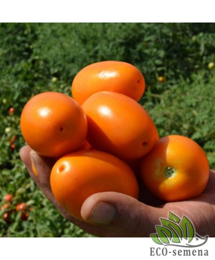 Томат Оранж Плам F1 Spark Seeds/США 10 шт