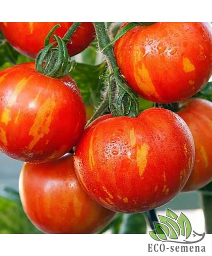 Томат Зебра оранжевая (высокорослый) 0,1 г