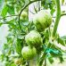 Томат Зебра белая GL Seeds 0,15 г