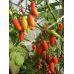 Томат Черевички SeedEra 0,1 г Томат Черевички SeedEra 0,1 г