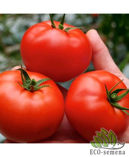 Томат Ранний 83 (низкорослый) 0,1 г