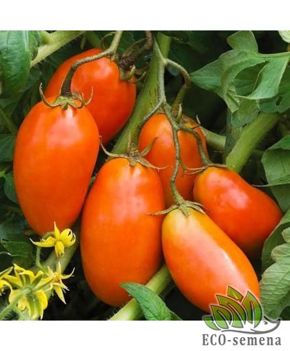 Томат Золотой Кенигсберг (высокорослый) 0,1 г