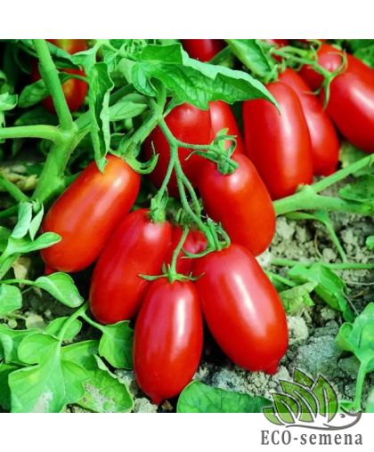 Томат Анаконда (низкорослый) 0,1 г