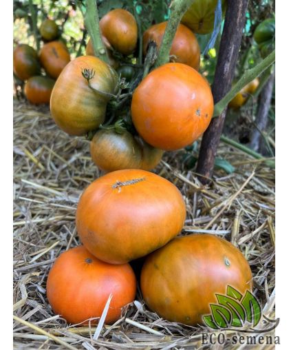 Томат Гном Сияние Вавилона (высокорослый) 0,1 г