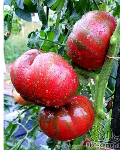 Томат Гном Мятные полоски (высокорослый) 0,1 г Томат Гном Мятные полоски (высокорослый) 0,1 г