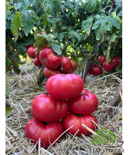 Томат Гном Укус змеи (80 см) 0,1 г Томат Гном Укус змеи (80 см) 0,1 г