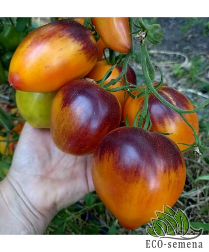 Томат Сержант Пеппер оранжевый (высокорослый) 10 шт