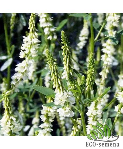 Семена Донник Белый (Буркун) 0,5 кг