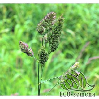 ГРЯСТИЦА (Ежа Сборная)