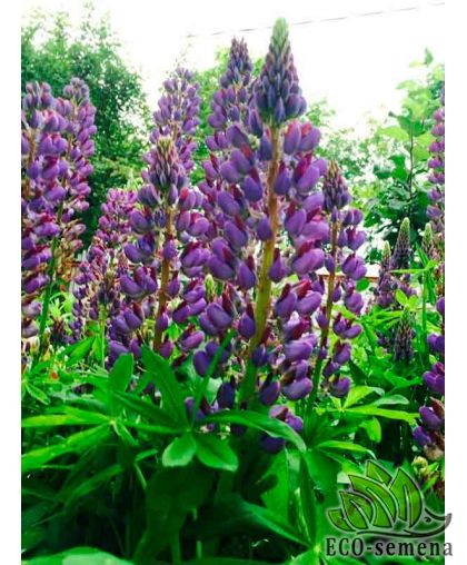 Семена Люпин Фиолетовый, на сидерат, на развес 1 кг